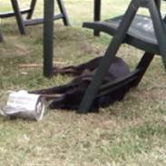 Blanding af racer Frodo