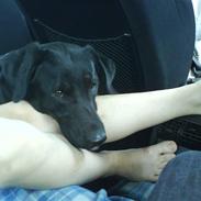 Blanding af racer Frodo