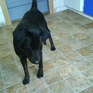 Blanding af racer Frodo