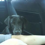 Blanding af racer Frodo