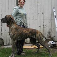 Grand danois Thor