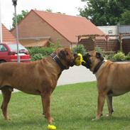 Bullmastiff buddy