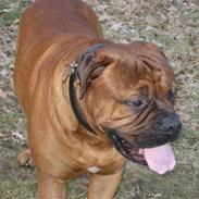 Bullmastiff buddy