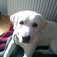 Labrador retriever Bamse