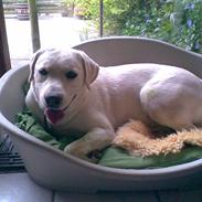 Labrador retriever Bamse