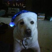 Labrador retriever Bamse