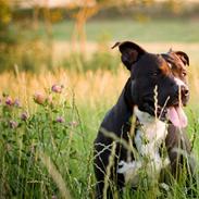 Amerikansk staffordshire terrier chang