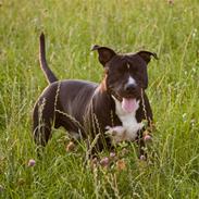 Amerikansk staffordshire terrier chang