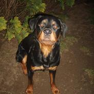 Rottweiler Samson