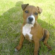 Amerikansk staffordshire terrier Tika