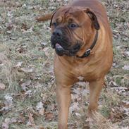 Bullmastiff buddy