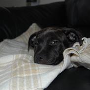 Staffordshire bull terrier Alma