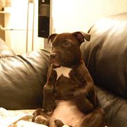 Staffordshire bull terrier Alma