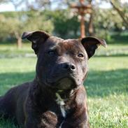 Staffordshire bull terrier Alma