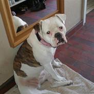 Amerikansk bulldog Abbi