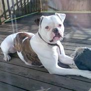 Amerikansk bulldog Abbi