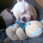 Amerikansk bulldog Abbi