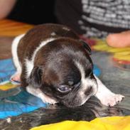 Fransk bulldog Albert