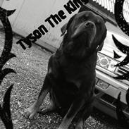 Rottweiler ¤ Tyson The King¤ - R.I.P