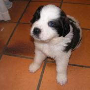 Blanding af racer Bumle