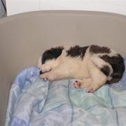 Blanding af racer Bumle