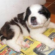 Blanding af racer Bumle