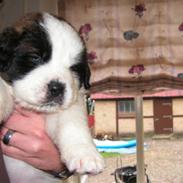 Blanding af racer Bumle