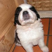 Blanding af racer Bumle