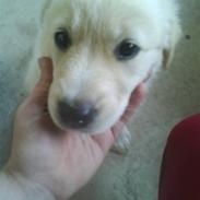 Blanding af racer maggi