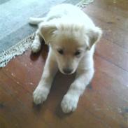 Blanding af racer maggi