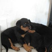 Rottweiler RICO