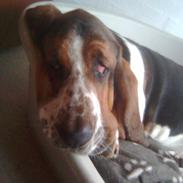 Basset hound bastian RIP <3