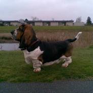 Basset hound bastian RIP <3