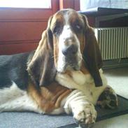 Basset hound bastian RIP <3