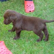 Labrador retriever mikkel