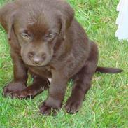 Labrador retriever mikkel