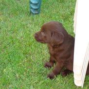 Labrador retriever mikkel