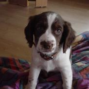 Field Trial spaniel Ziggi