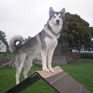 Alaskan malamute Coda