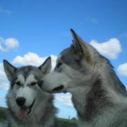 Alaskan malamute Coda
