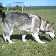 Alaskan malamute Coda