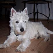 West highland white terrier Victor