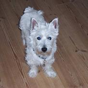 West highland white terrier Victor