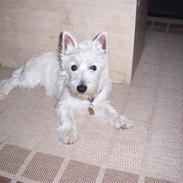 West highland white terrier Victor