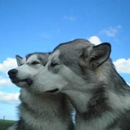 Alaskan malamute Coda