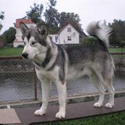 Alaskan malamute Coda