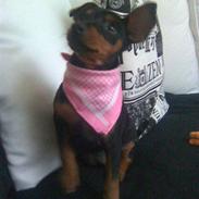 Dvaergpinscher tiny