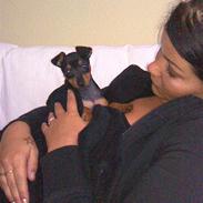 Dvaergpinscher tiny