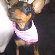 Dvaergpinscher tiny