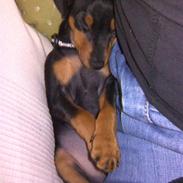Dvaergpinscher tiny